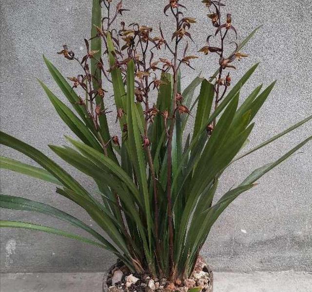 陷阱|兰花的四个“大误区”，看似有道理，实则很陷阱，别被人忽悠了