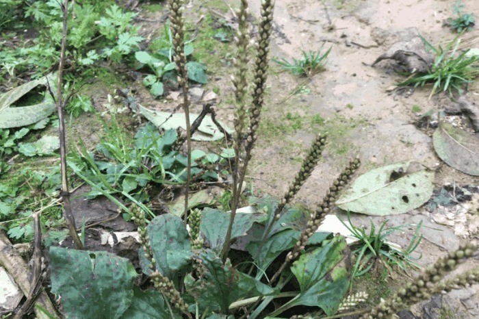 车前草|医生提醒车前草浑身都是宝，可惜很多人不知道，现在知道还不晚