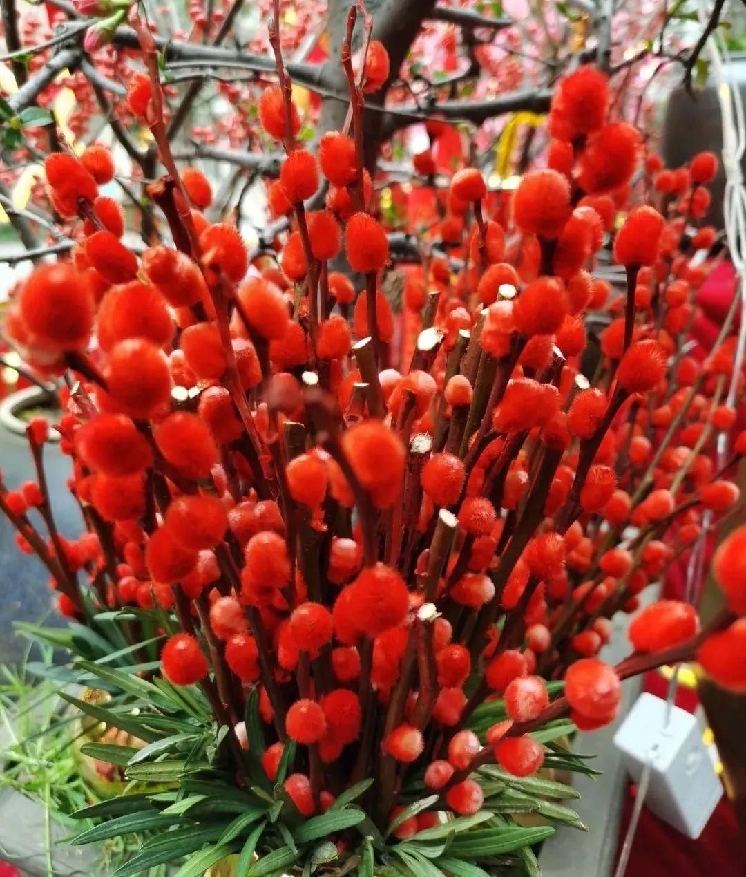 花市散发浓浓年味，这家店天天上新“应景”花！