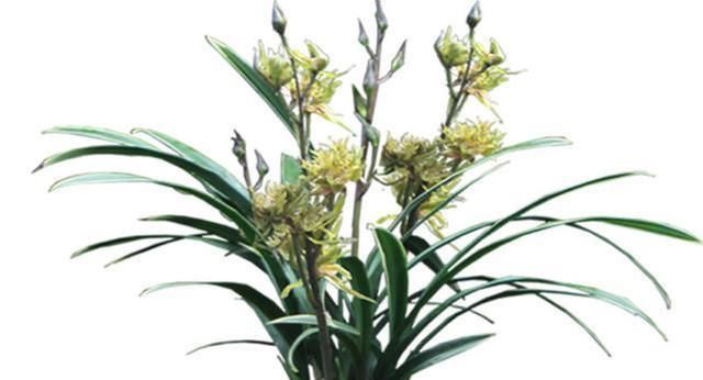 六种牡丹兰花,盆盆娇艳高贵,绚丽多姿,极漂亮,堪称兰中佳品