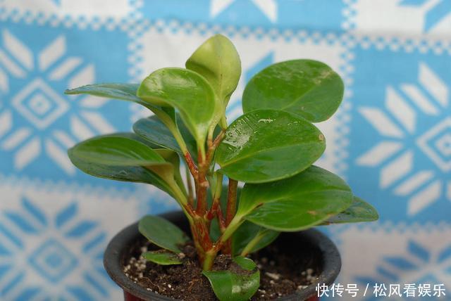 根系|这花称为“电脑杀手”,桌边放几盆减少辐射,养得肉嘟嘟更具生机