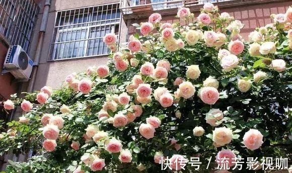 钾肥|想让月季开花多，记住5月做好“几件事”，花苞一茬又一茬