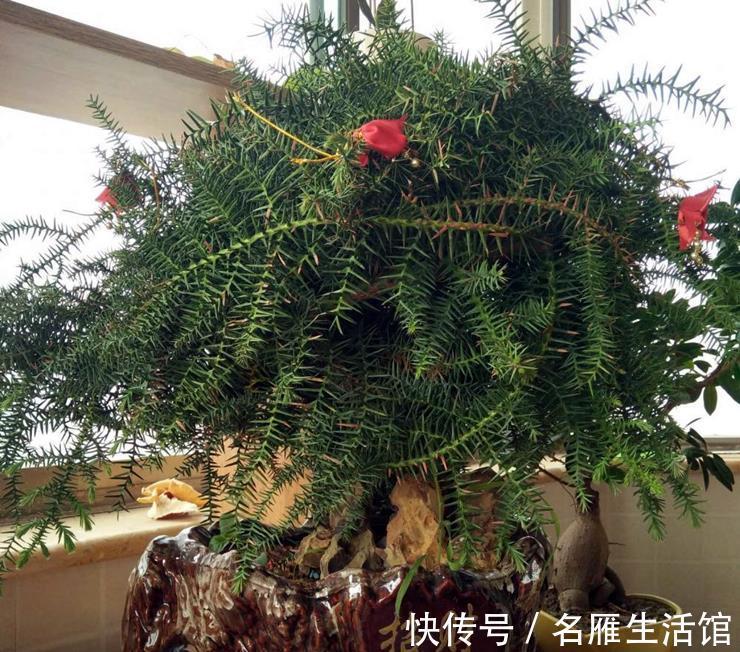 锵锵锵锵|两种以“南”字开头的盆景,熟悉一下吧