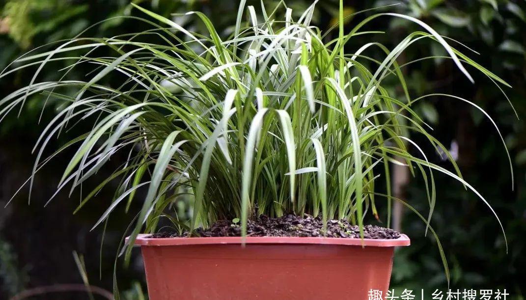 兰叶|这样养兰花,不用施肥不必喷药,兰苗肥壮花苞多