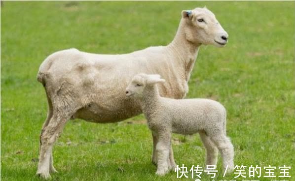 伴你一生|属羊人：大难临头各自飞，只有这两个人才是真正陪伴你一生的人