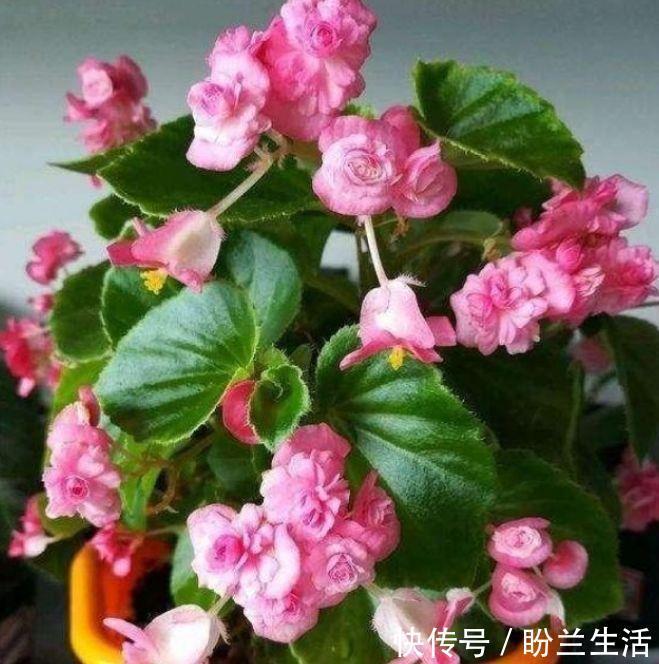 超好养护的花卉,沾点水就疯长,开花勤还爱爆盆,超好看的