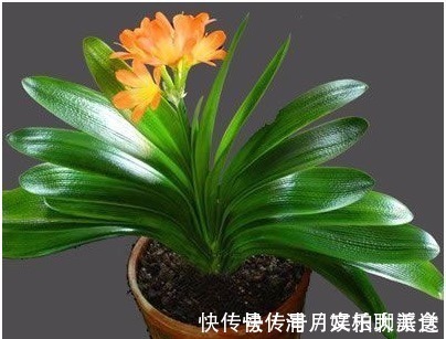 秘诀|掌握这个小秘诀，解决君子兰不开花难题！大家可以试一下