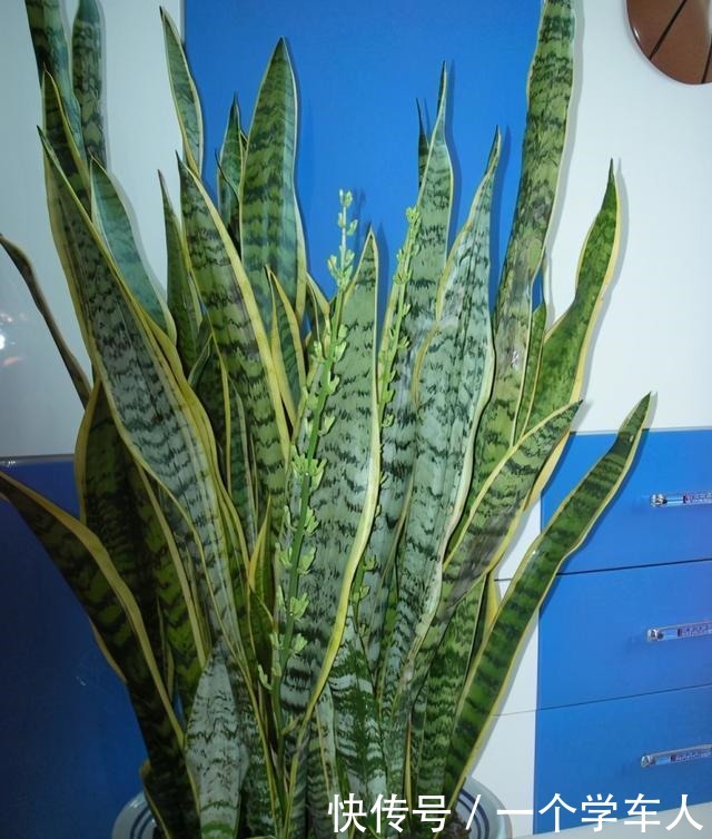 这3种花可以放在房间里面,听说对睡眠有好处!