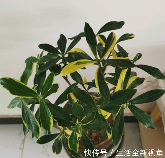 春季养金边瑞香,三点主要养护别疏忽,新叶生长快,根系更健壮!