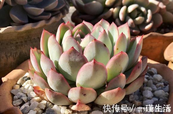 什么是“控养”？少浇水就是控养？大错特错，控养指的是整体