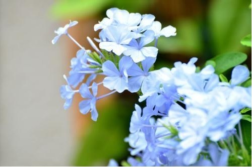 此盆栽花期超长,全年开花,花香沁人心扉,开花娇艳惹人爱