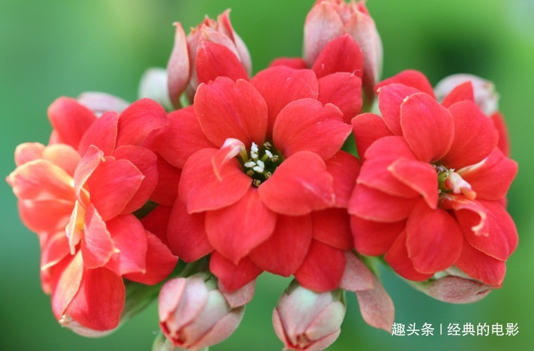 此花小巧玲珑株型紧凑，叶片翠绿花色丰富，是福寿吉庆的长寿之花