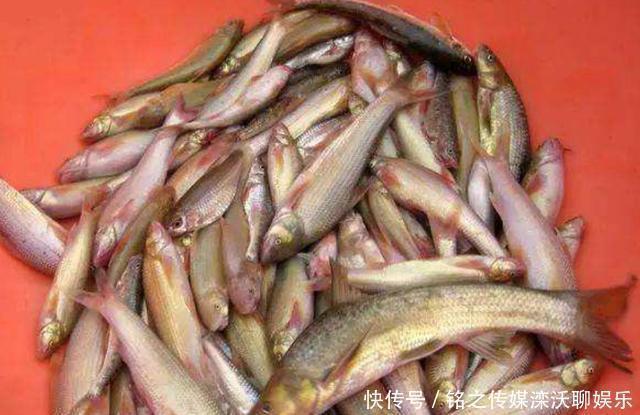 人称“水米子”,短短30年,从泛滥到稀缺,迄今无法人工养殖