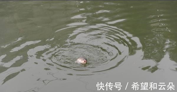 红糖水|红糖加麦粒，再加这一步骤，小鱼闹窝也有大鲫鱼开口！