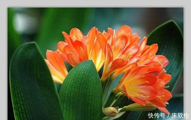 花友们|想要君子兰根壮叶绿不歪斜,养护时注意这点,君子兰蹭蹭直长爆盆