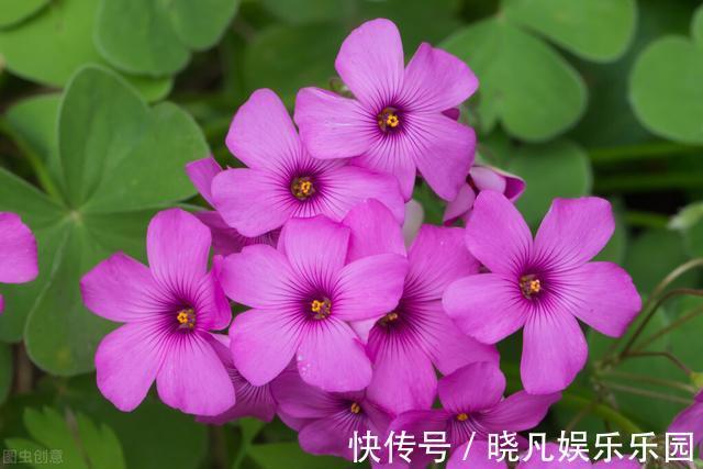 红花酢浆草|遇到5种野花野草,多挖点,正是移栽好时间