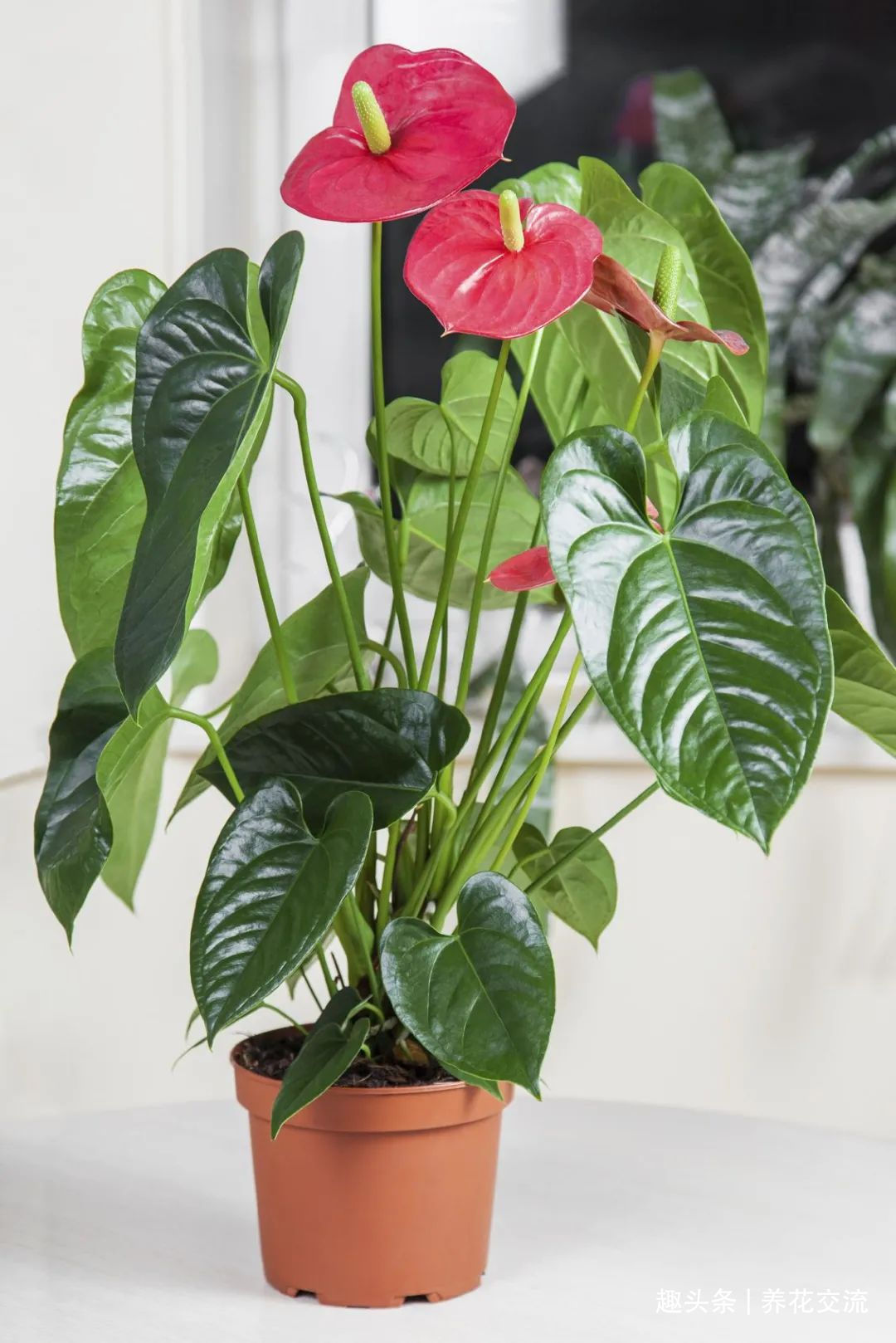 红掌和火鹤花是同一种植物花朵为啥会变绿,如何让它复花