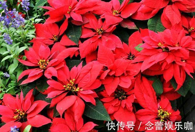 水仙花|8种常见“有毒花”,小心误买回家,家里有小孩要谨慎,安全第一