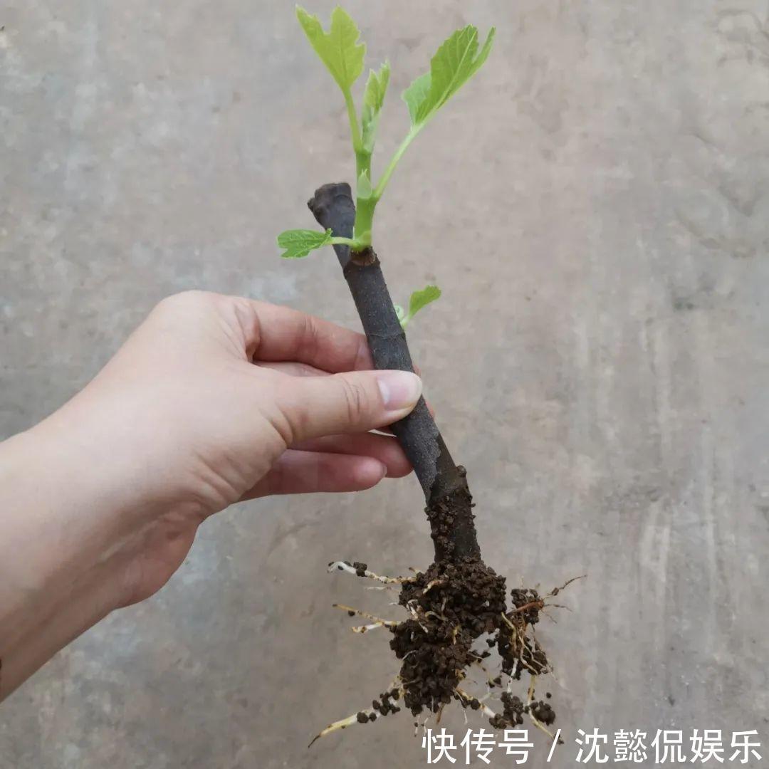 枝条|大粗杆插土里,7天生根,当年结果压弯枝,不用买水果了!