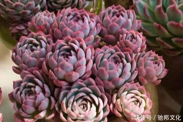 多肉要“安全”度夏,春天下功夫,养到膘肥体满,抗性好,不会挂