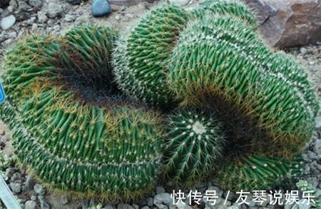 植株|这6种多肉其丑无比，没想到一盆价值上万！