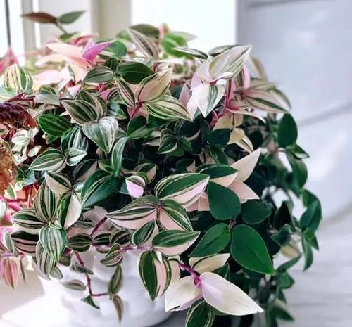 花卉|居家养花,推荐你养这3种,摆一盆大气上档次,值得拥有