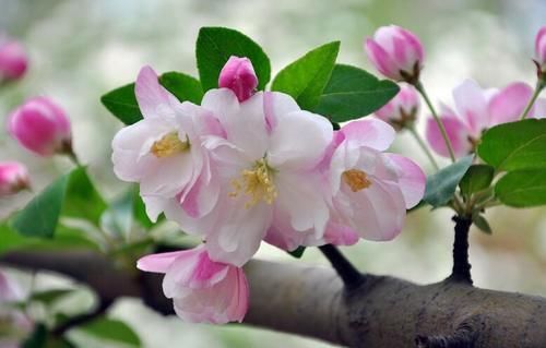 海棠花姿态潇洒随性，是花中的神仙，而且艳而不妖