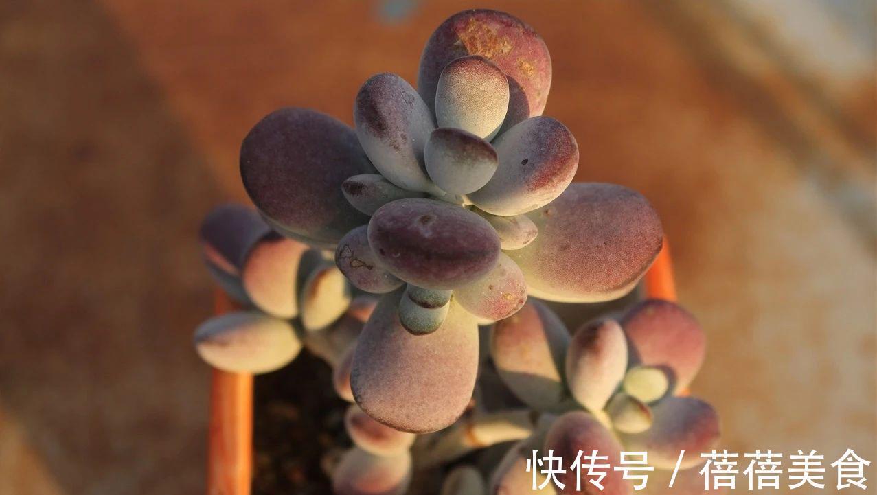 浇水|乒乓福娘如何养的滚圆可爱,除了品种要正,这些也很重要