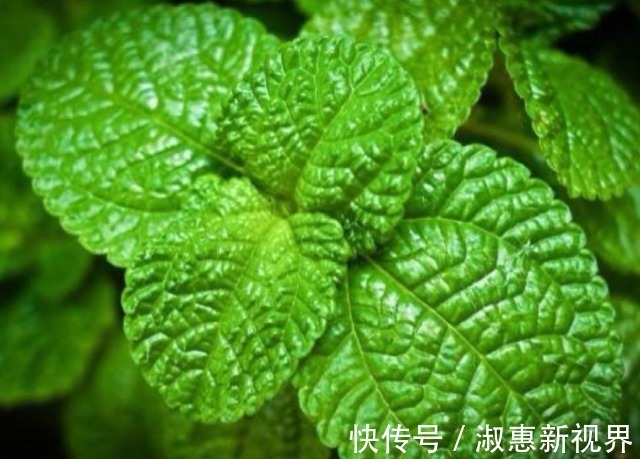 失眠|它是天然的安眠药,晚餐经常这样吃,提高睡眠质量,精神越来越好