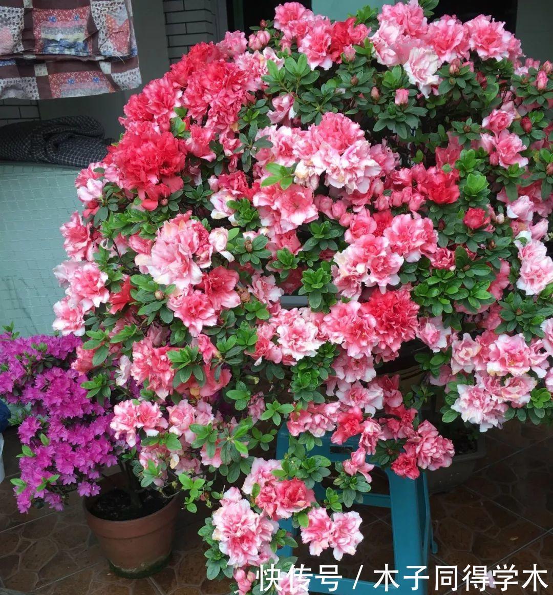 养花|这3种“漂亮花”，只能浇水，不能喷水，喷一喷都是短命鬼