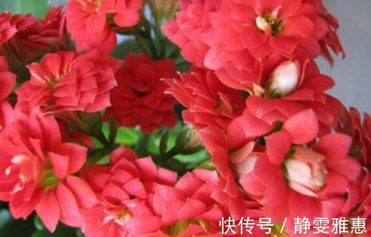 4种花,超爱开花,一年四季开花不断,旺运一整年