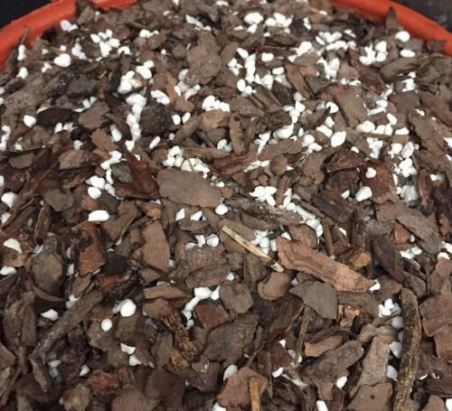 想不到|用兰花专用土栽种君子兰,这结果估计很多人都想不到