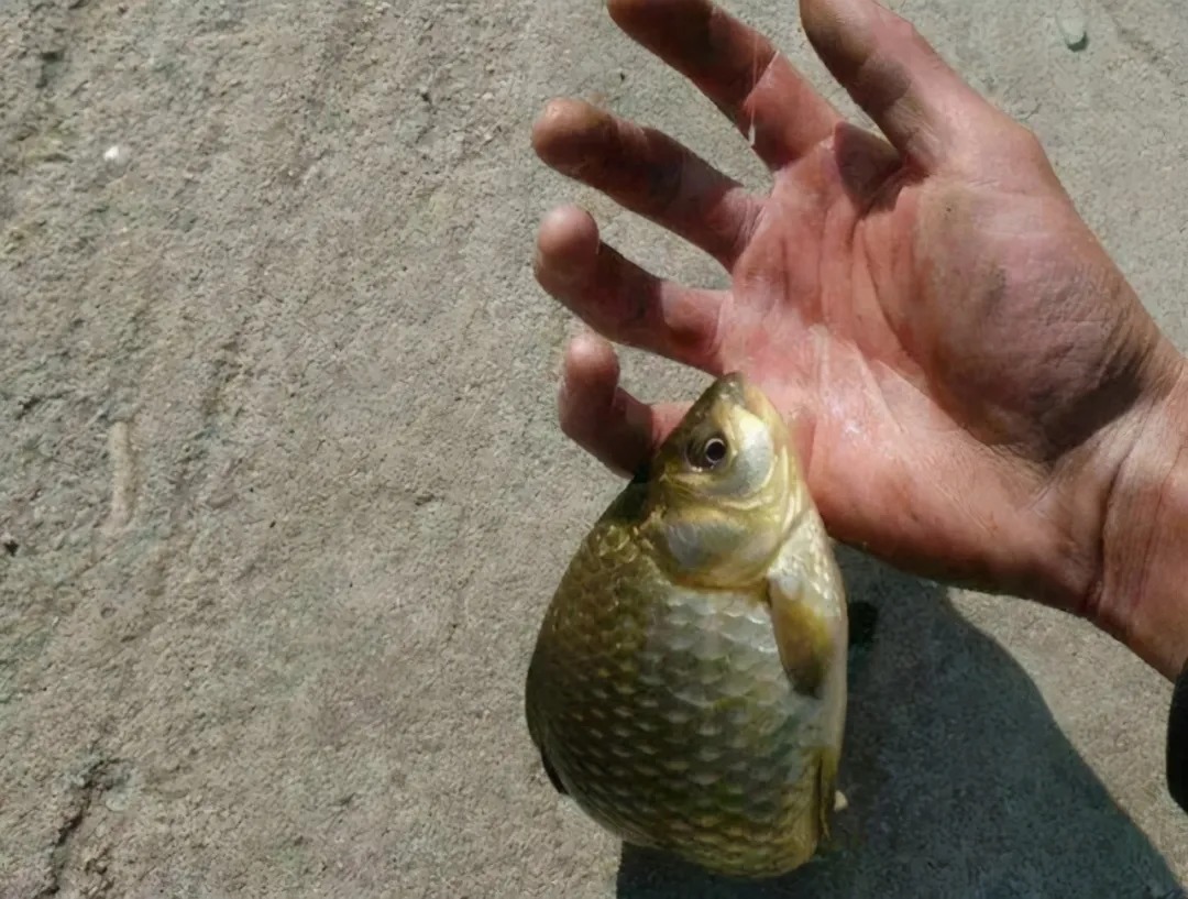 子线|到了冬天,还嫌大板鲫不好钓?换用这3招,一周至少钓五次