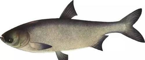 哪几种|“四大家鱼”指的是哪几种鱼为什么鲤鱼上不了榜!