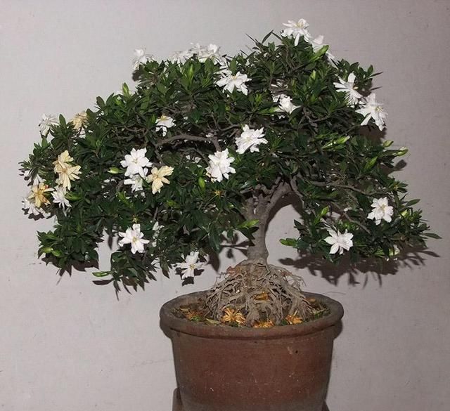 栀子花|养“栀子花”,注意1个小细节,不黄叶、不掉苞,油绿茂盛开花多