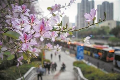 老年|春日赏花正当时！