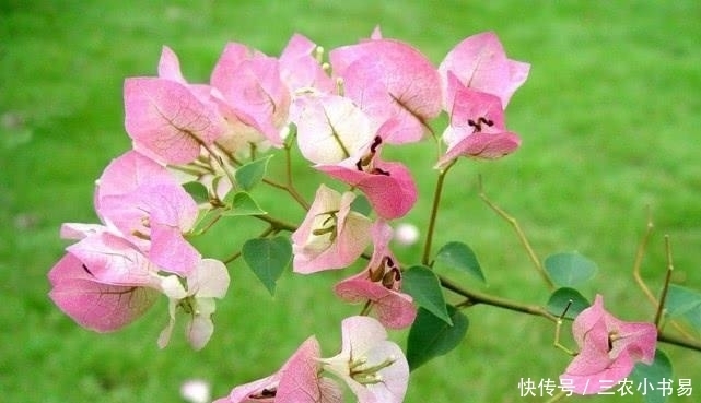 三角梅开花太容易, 别瞎整就不会黄叶