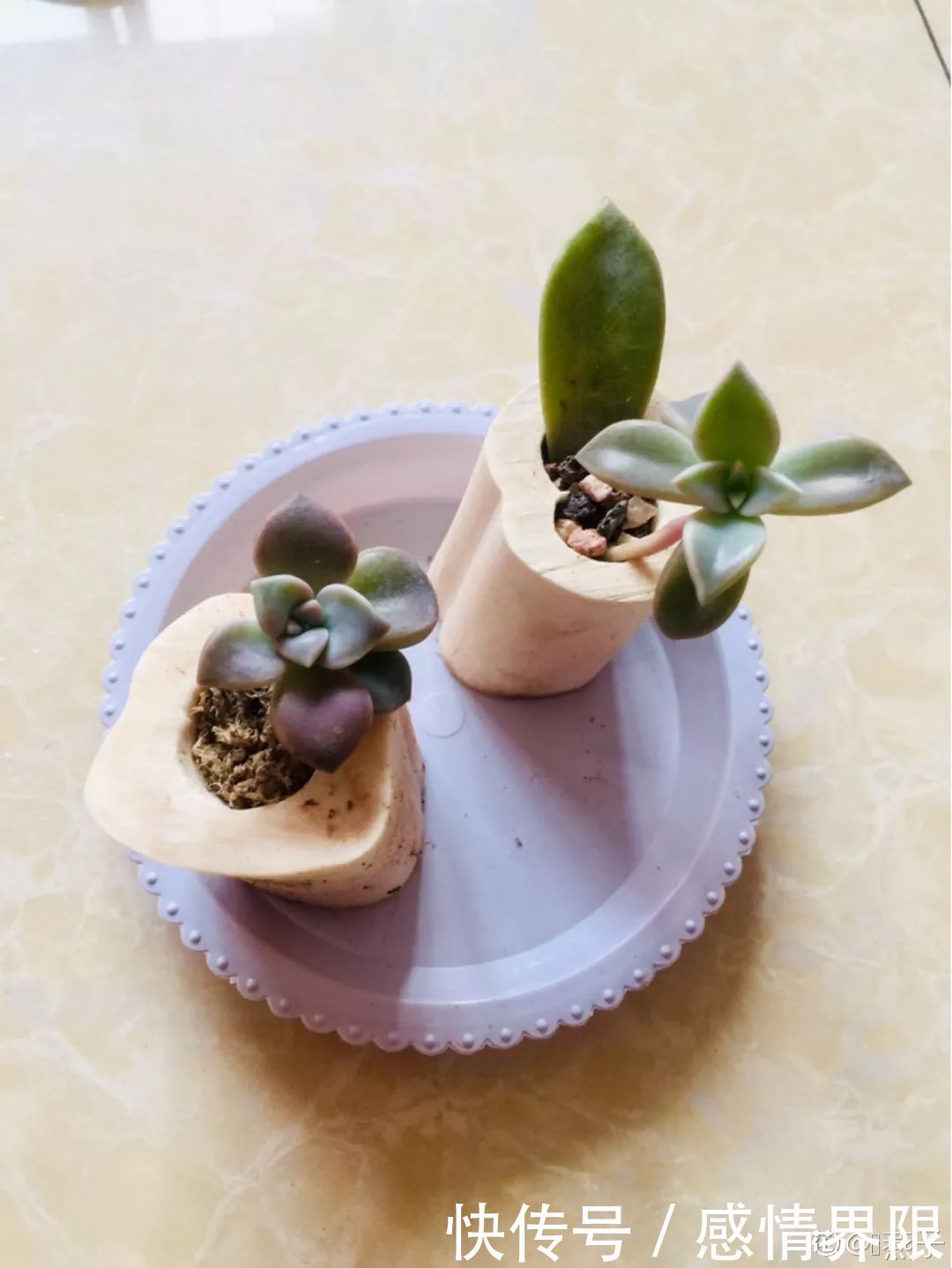 多肉盆栽猪肉这么贵,骨头洗干净种多肉,比花盆还好看