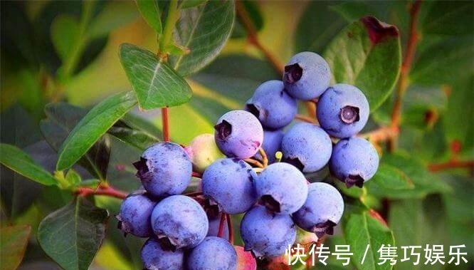 食物|适合女性吃的3种食物,排毒养颜、延缓衰老,早吃早健康!