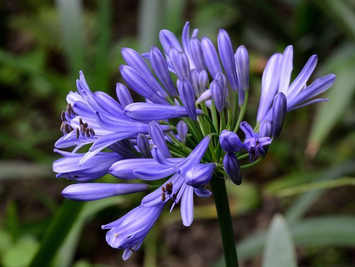 几种花好养易活,旺财又养人,比牡丹还美,年年开花美翻