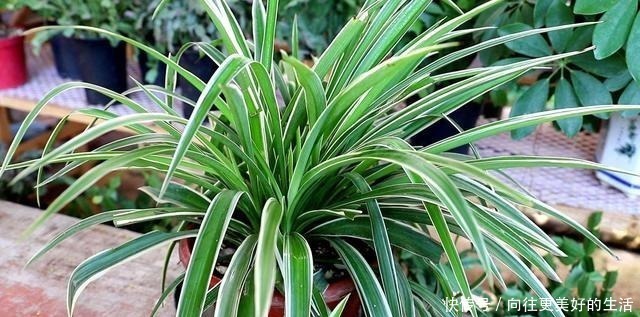 给“3种花”换盆，一定不能浇“定根水”，否则烂根多，容易死亡！