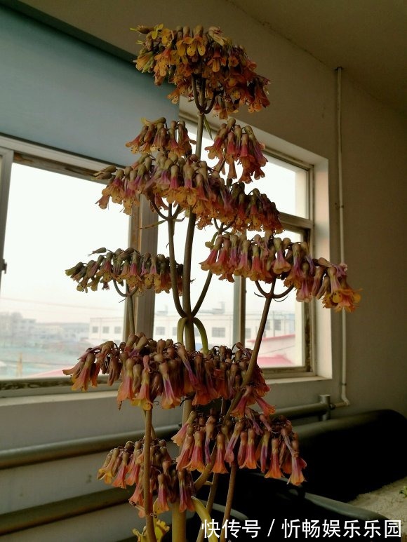 不死鸟|这花太能生崽,恨不得用脚踩,结果越踩长得越多!