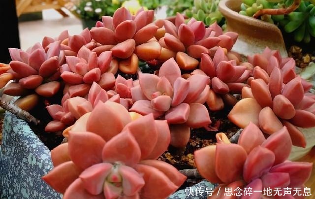 这三“普货多肉”寓意好,越老越值钱,养成老桩可当“传家宝”!