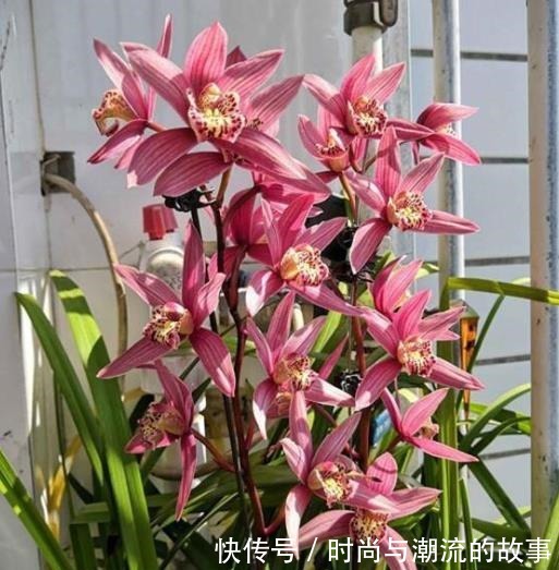 盘点5款适合新手的兰花,皮实好养性价比高,花色艳丽香味清新!