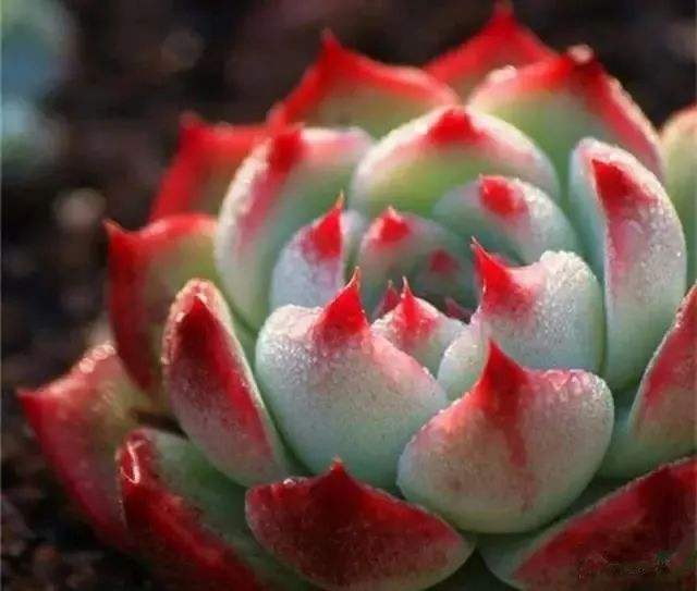 此几种多肉，“颜值高，人气高”,见土就生根，适合新手种植