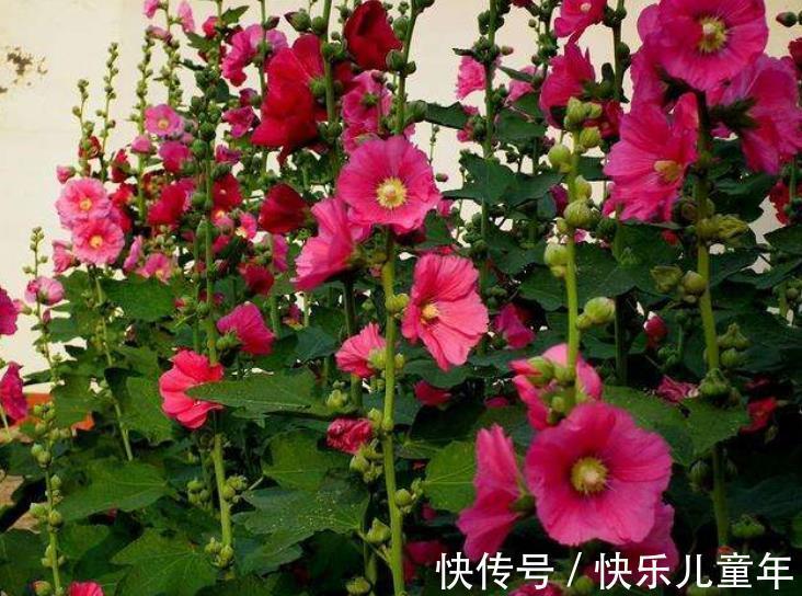 6种漂亮花,现在养一盆正当时,大雪覆盖花更艳,零下20℃也生机