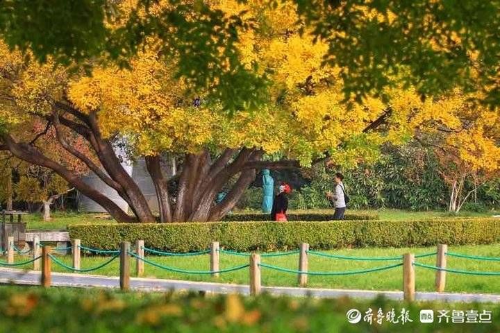 泉城公园|济南泉城公园进入最佳观赏季，植被五彩斑斓处处皆秋景