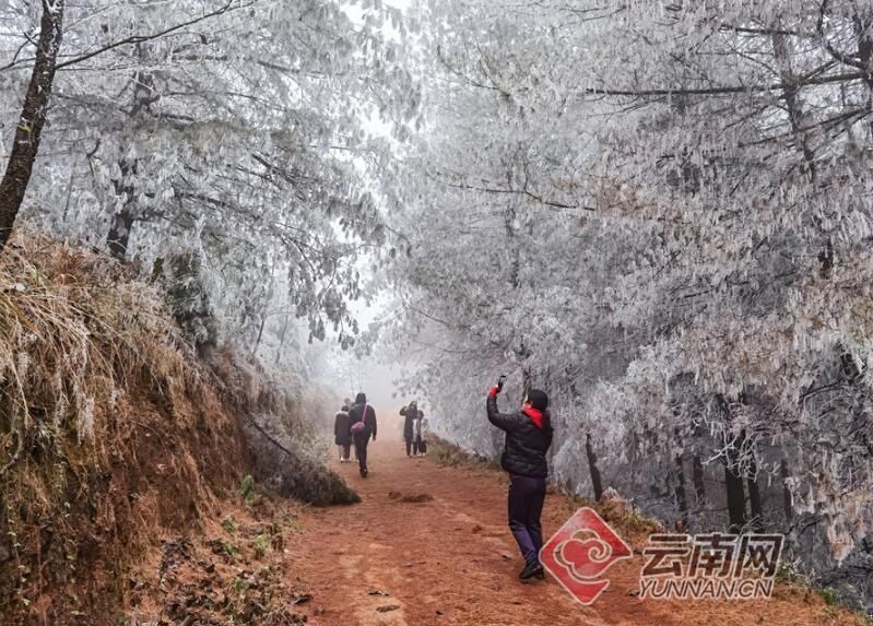 寒冬美景 云南嵩明法界寺现雾凇景观