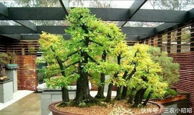 丛林|制作丛林式盆景一定要注意这几个问题