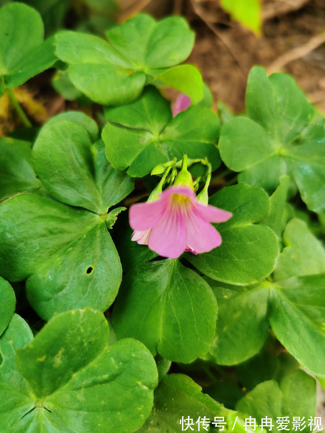 秋季养花大合集，30种花，你想要的我全有！